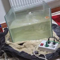 دو آکواریوم نو نو|ماهی|ایوان, |دیوار