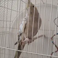 فروش مرغ عشق و عروس هلندی باهم 600