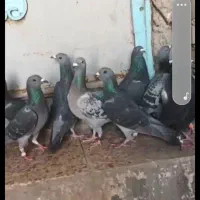 دغاغله|پرنده|اهواز, دغاغله|دیوار