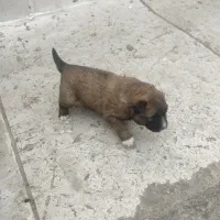 واگذار توله پژدر