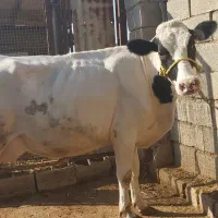 حیوانات مزرعه