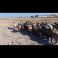 گوسفند داشتی|حیوانات مزرعه|تاکستان, |دیوار