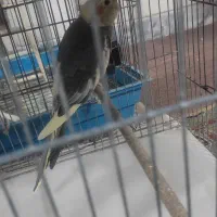 عروس هلندی جوان