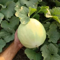 فروش خربزه سفید