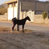 اسب