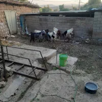 تی بز داشتی وکشتار|حیوانات مزرعه|اندیمشک, |دیوار