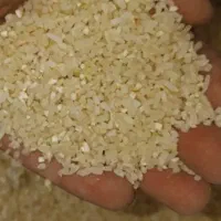 فروش محدودخرده برنج لنجان هرکیلو۱۹۰تومن