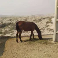 فروشی|اسب و تجهیزات اسبسواری|بندرعباس, |دیوار