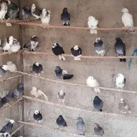 جوجه کفتر پرشی|پرنده|ری, شهرک نظامی|دیوار