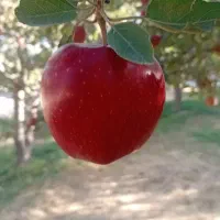 سیب قرمز درجه یک و دو درسردخانه|خوردنی و آشامیدنی|تبریز, |دیوار