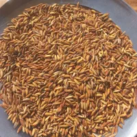 چلتوک تیلکی بذری یه دست ۴ تون دارم بذری خشک خشک