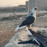 کبوتر سبز و مگس و رنگی|پرنده|خاش, |دیوار