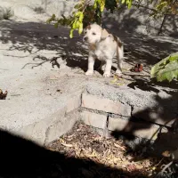 واگذاری توله رایگان به همراه مادر پاکوتاه خوشگل