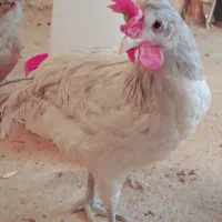 نیمچه مرغ و خروس محلی و زینتی|حیوانات مزرعه|شیراز, شهرک دارایی|دیوار