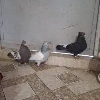 ۳عدد کفتر سینه گرفتنی