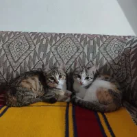 گربه واگذاری رایگان|گربه|نوشهر, |دیوار