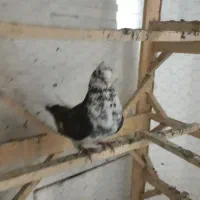 نرسینماش تریاکی کاکلی چشم نوک سفید نشوندار