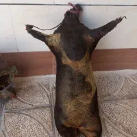 هیزه|کلکسیون و سرگرمی|کوهدشت, |دیوار