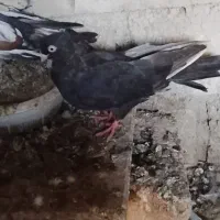 کبوتر