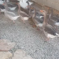 غاز