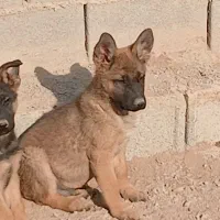 واگذاری سگ ژرمن|سگ|کرج, کمال‌شهر|دیوار