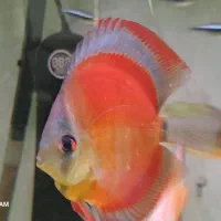 دیسکس وایت بلو و نژادهای مختلف لوچ دلقک