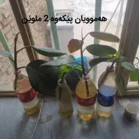 گل زینتی|گل و گیاه طبیعی|بانه, |دیوار