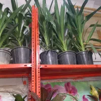 سرو ناز شیرازی و انواع گل آپارتمانی|گل و گیاه طبیعی|شهرکرد, |دیوار