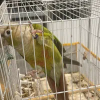 گرینچیک ماده