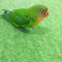 طوطی برزیلی جوجه1