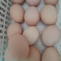 تخم مرغ نطفه دار|خوردنی و آشامیدنی|قم, فرهنگیان و شهربانی|دیوار