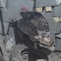 بوقلمون نر و ماده محلی اصل