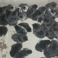 جوجه یک روزه و یک ماهه مرندی اصیل|حیوانات مزرعه|ری, شهرری|دیوار