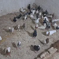 کبوتر رنگی