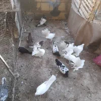کفتر