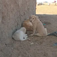 واگذاری توله پژدر توله دیوه