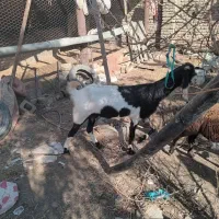 بز ابست سنگین نر بزغاله چاق|حیوانات مزرعه|گنبد کاووس, |دیوار