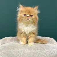 پرشین های جذاب سوپرفلت/گارفیلدی/ شهرک غرب