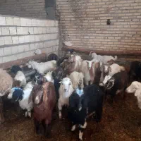 بزغاله ۲۱عددبازدیدسراب قیمت جفتی ۲۰ میلیون