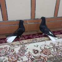 کبوتر اشعل دم سفید