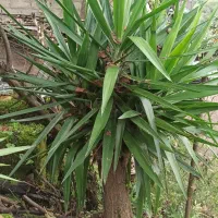 یوکا|گل و گیاه طبیعی|رحیم‌آباد, |دیوار