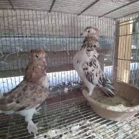یک جفت کبوتر سرور|پرنده|قم, جوی شور|دیوار