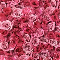 مربی سفال و مربی زبان