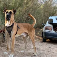 سگ های گارد و نگهبان