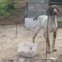 پوینتر المان خوش خال