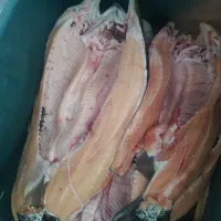 ماهی سالمون تازه تازه|ماهی|یاسوج, |دیوار