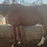 فروش اسب باری سالم