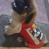 سگ اپارتمانی