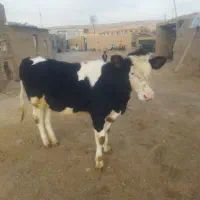 گوساله سیمینتال اصل