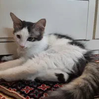 گربه دستی و مهربون بازیگوش